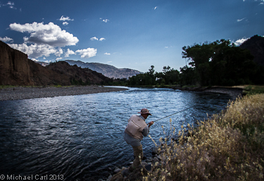 An angler walks downstream to land a big cutt on the North Fork Shoshone River.