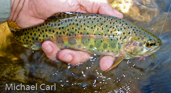 Wild rainbow trout populate Silver King Creek in California