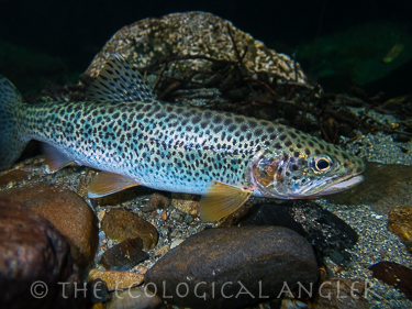 Coastal cutthroat trout are native to a few rivers in Northern California.