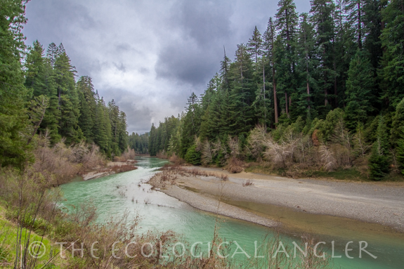 The Eel River in Northern California runs emerald in color during winter.