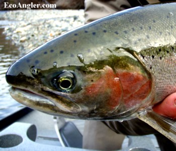 The Ecological Angler - Trinity River Steelhead Fly Fishing 2009