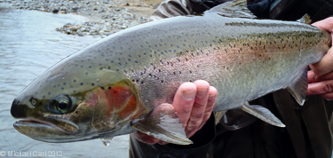 Wild Steelhead caught on the Trinity River