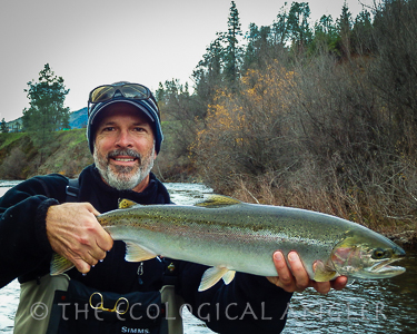 Trinity River wild steelhead caught fishing by Michael Carl