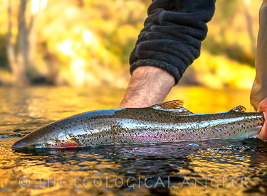 Steelhead photographed underwater in coastal river.