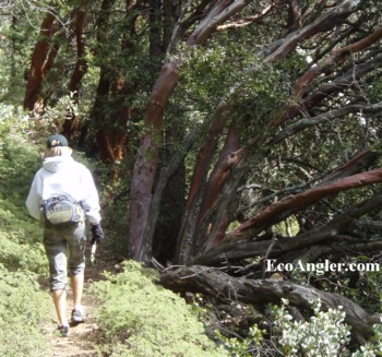 Hiking along the Wishon Trail of the Tule River takes you into a dense forest