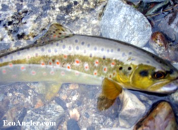 A wild brown trout caught along the Wishon Fork of the Tule River
