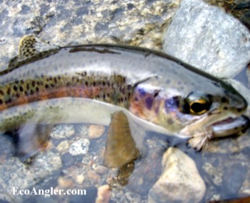The Tule River has abundant populations of rainbows in it's upper reaches