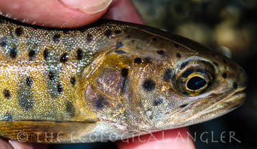 Lahontan cutthroat trout ranged in the Uppwe Truckee River.