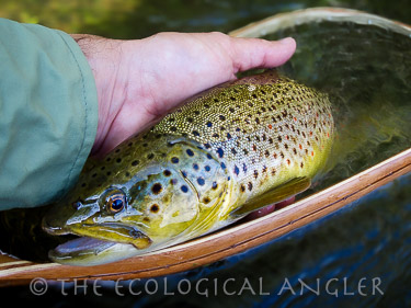 Fly fishing East Walker River brown trout caught in trophy tailwater fishery