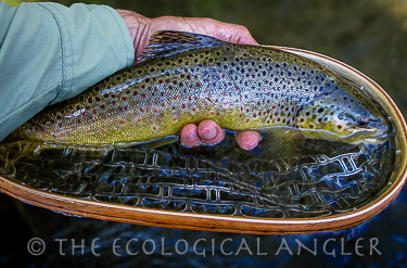 Fishing the East Walker River a brown trout caught on the fly