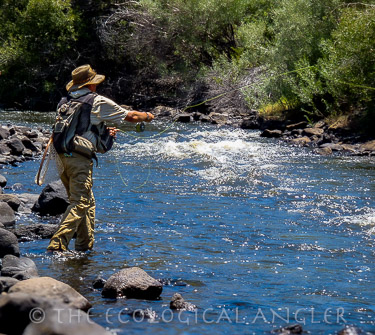 Fly Fishing East Walker River Angler works a tail out