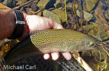 The Little Walker River is home to a number of rainbow trout