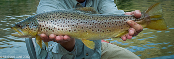 The Wind River below Boysen Reservior is home to large brown trout.