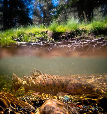 Lahontan cutthroat trout photograph underwater Sierra Nevada.