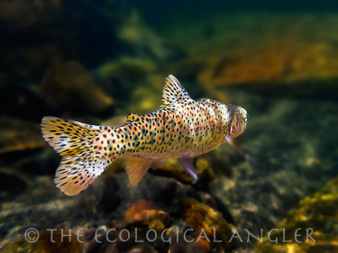 Lahontan cutthroat trout photograph underwater Sierra Nevada.