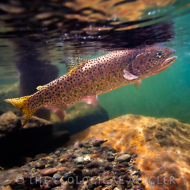 Lahontan cutthroat trout photograph underwater Sierra Nevada.