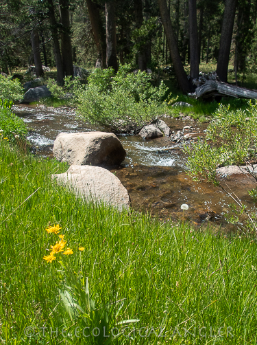 Wolf Creek in the Sierra Nevada Mountains.
