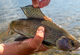 Arctic Grayling Yellowstone National Park