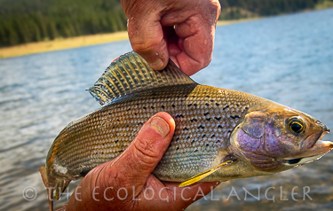 Fly fishing Grebe Lake for Arctic Grayling in Yellowstone.
