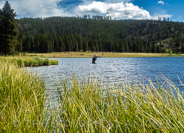 Fly Fishing Grebe Lake in Yellowstone National Park for cutthroat and grayling.