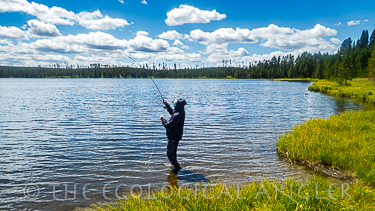Fly Fishing Grebe Lake in Yellowstone National Park for trout.
