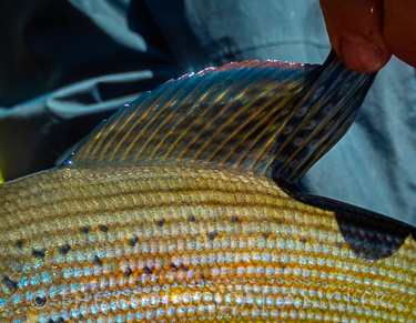 Fly Fishing Grebe Lake for Arctic Grayling.