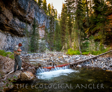 Fly Fishing for Yellowstone Cutthroat trout inside Yellowstone National Park