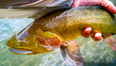 Yellowstone Cutthroat trout are found Yellowstone National Park