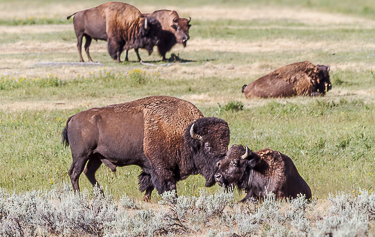 Fly fishing in Yellowstone National Park herd of bison along Lamar River