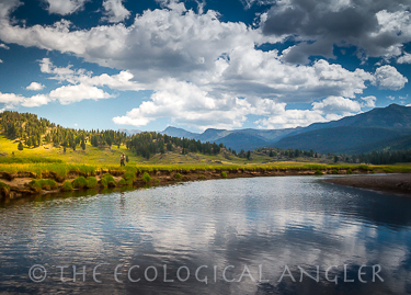Fly fishing for Yellowstone Cutthroat trout in Yellowstone National Park