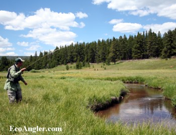 Fly angler casts into a creek in the High Uintas