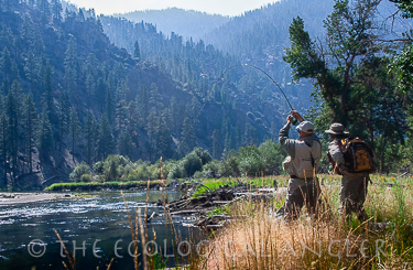 Fly fishing the Golden Trout Wilderness for Californias native fish.