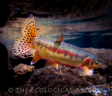 Fishing Golden Trout Wilderness for California State Fish