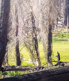 Fly Fishing Sequoia National Forest after Wildfire