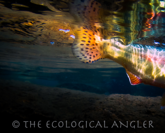 Fly fishing Sierra Nevada Lakes for California Golden Trout.
