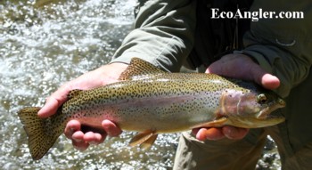 Rainbow trout caught in Jones Hole Creek