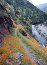 California poppies can be found on the West slope Sierra Nevada rivers.