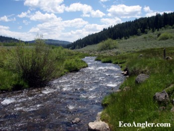 This section of creek flows though a meadow in the Warner Wilderness.