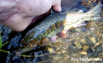 A wild rainbow caught on an elk hair caddis in the South Warner Wilderness.