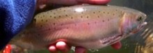 Lahontan cutthroat trout