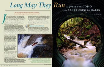 Bay Nature Magazine A Quest for Coho