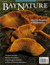 Bay Nature Magazine October - December 2012