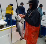 California king salmon fishing 2012