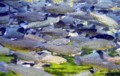 Large school of rainbow trout