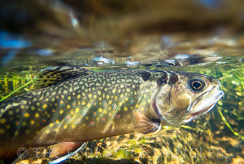 Brook trout underwater displays the olive green wavy lines along it's back