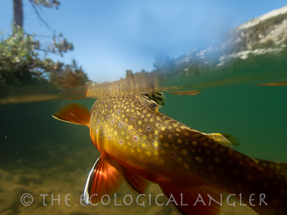 Brook trout photographed underwater caught fly fishing