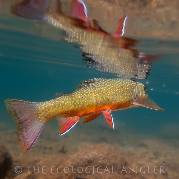 Brook trout underwater showing spawning colors