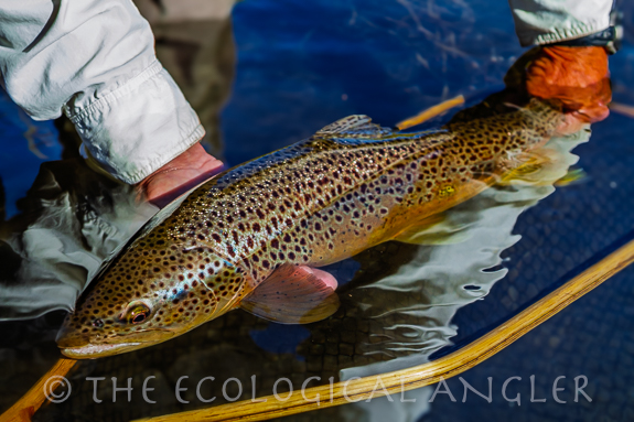 Brown trout photography by Michael Carl.