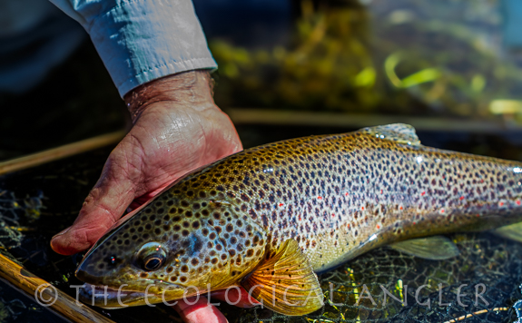 Brown trout photograph by Michael Carl.