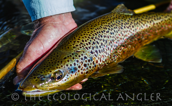 Brown trout photographed by Michael Carl.